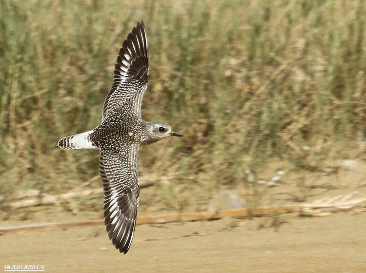     Grey Plover  Pluvialis squatarola ,Maagan Michael, Israel. October  2011.  Lior Kislev                                 